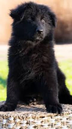 pedigree long coated black German shepherd puppies for sale