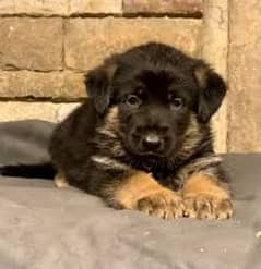 German shepherd puppies available for sale