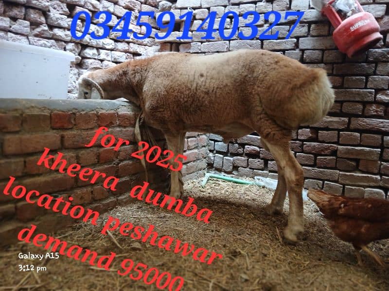 sheeps avaliable for sale 1