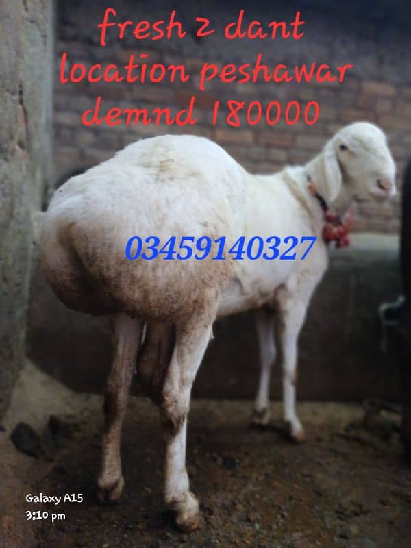 sheeps avaliable for sale 2