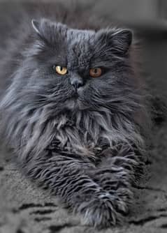 Persian long hairs cat