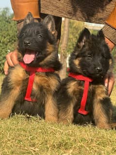 German Shepherd Puppy | Dog for sale | GSD | 03321718405