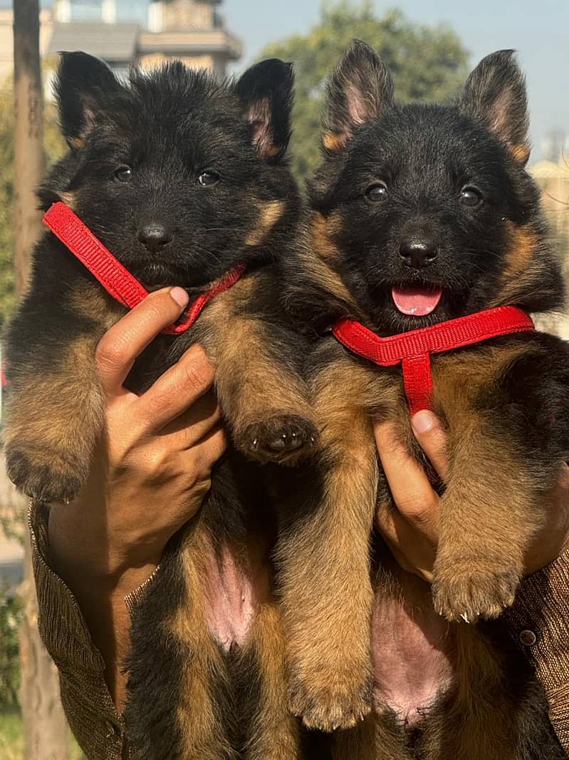 German Shepherd Puppy | Dog for sale | GSD | 03321718405 1