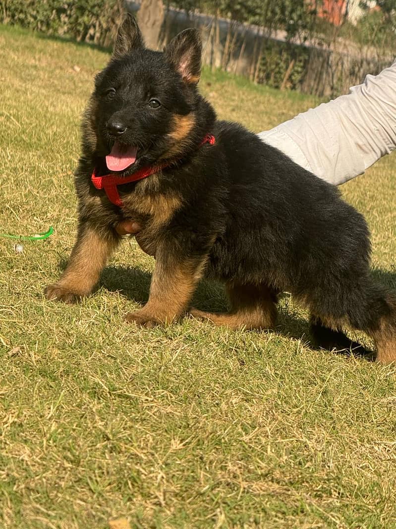 German Shepherd Puppy | Dog for sale | GSD | 03321718405 3