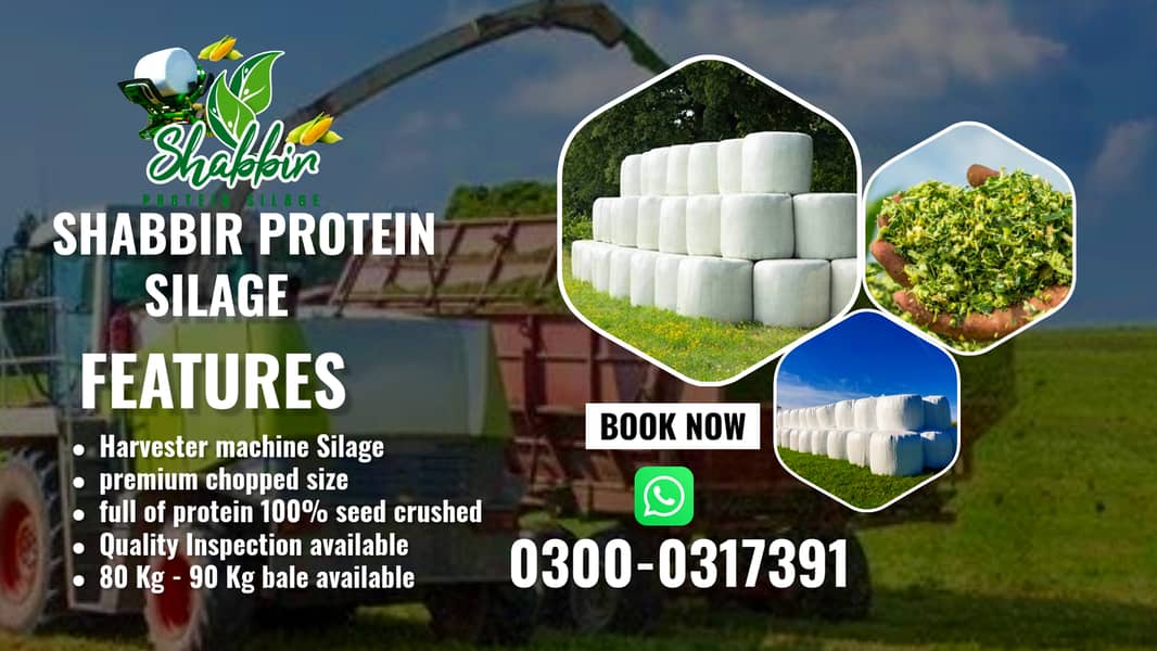 silage/corn silage/maki silage/animal feed/100% Grain Silage 0