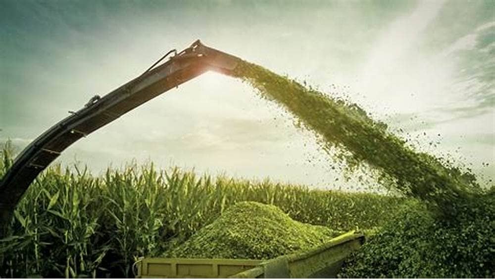 silage/corn silage/maki silage/animal feed/100% Grain Silage 1