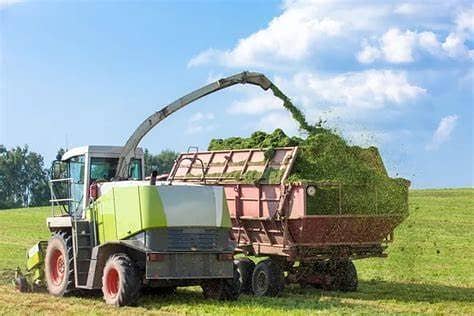 silage/corn silage/maki silage/animal feed/100% Grain Silage 2