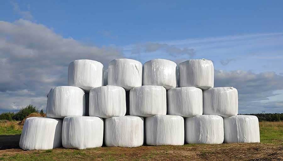 silage/corn silage/maki silage/animal feed/100% Grain Silage 4