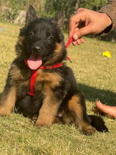 German Shepherd Puppy | Dog for sale | GSD | 03321718405