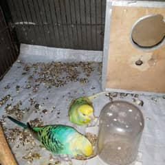 Budgies breeder pair for sale