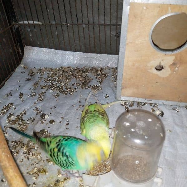 Budgies breeder pair for sale 3