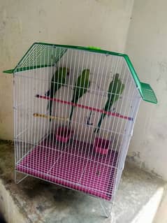 1 male and 2 female beaders with cage for sale