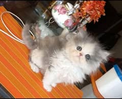 Persian Kitten for sale