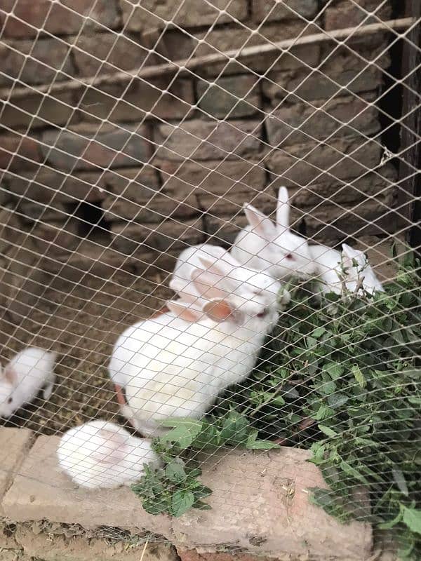 Red eye breader rabbit for sale in lahore 0