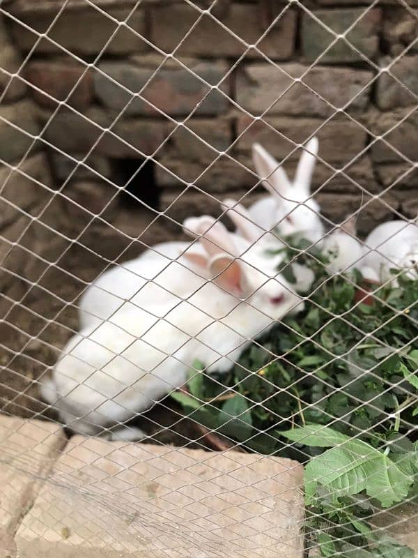 Red eye breader rabbit for sale in lahore 1