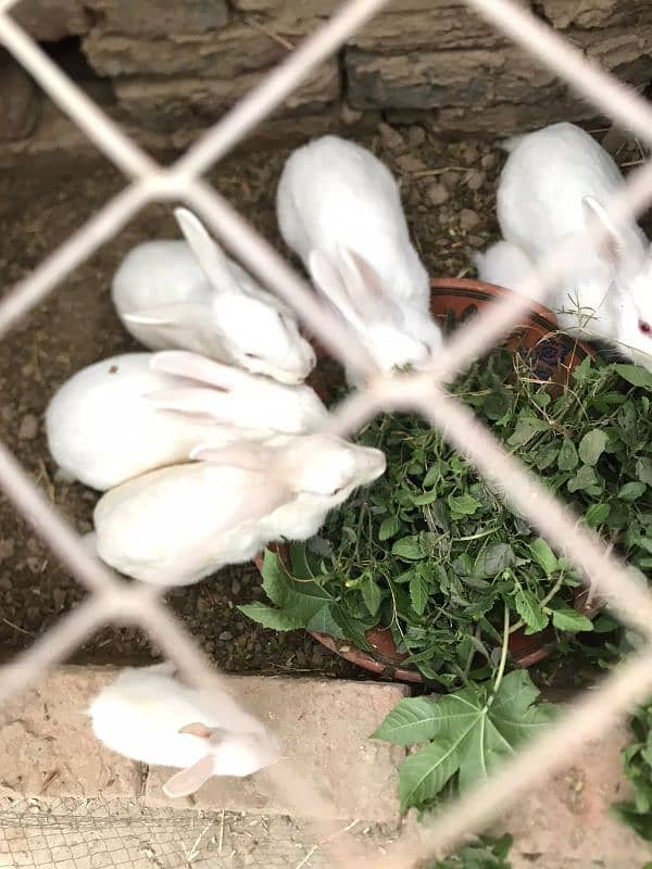 Red eye breader rabbit for sale in lahore 2