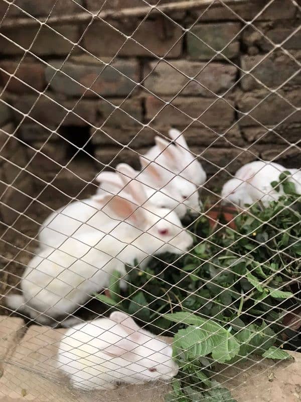 Red eye breader rabbit for sale in lahore 3