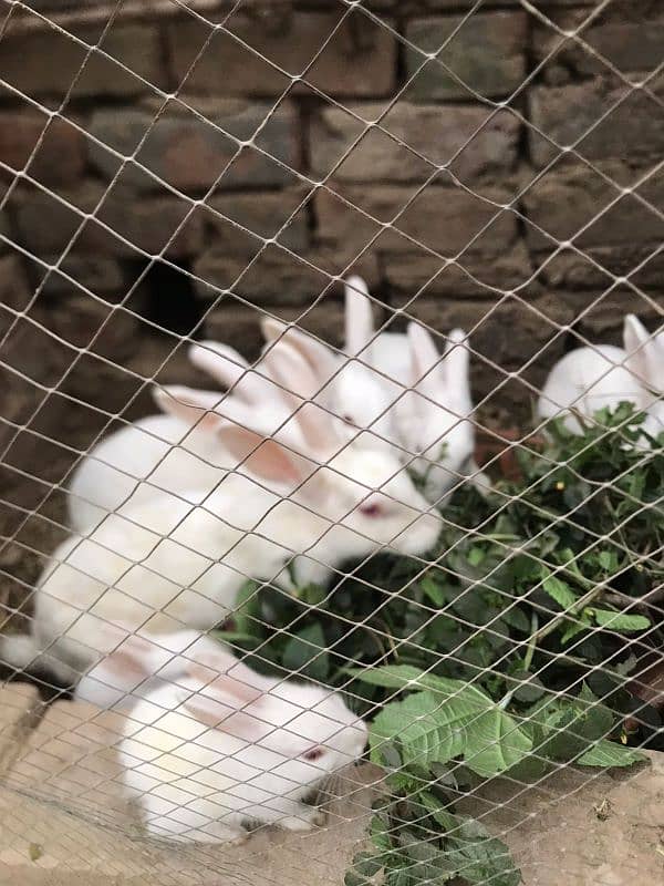 Red eye breader rabbit for sale in lahore 4