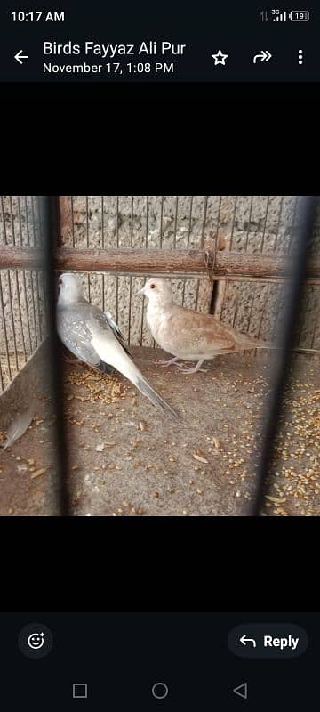 Blue pied red pied doimond pied pathy 0