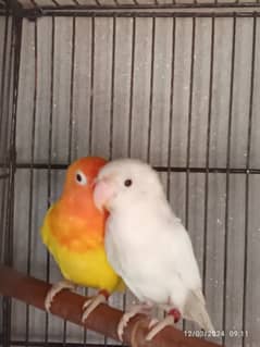 LOVE BIRDS 03060609798