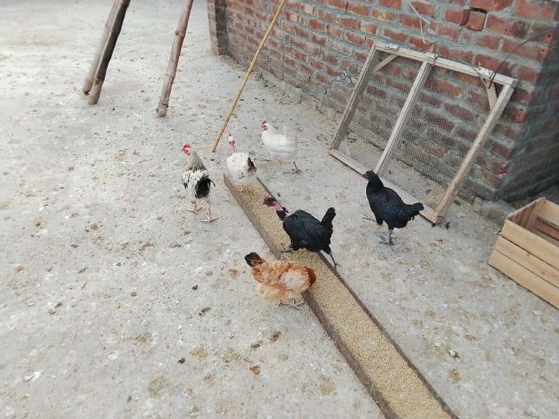 Desi Eggy Laying Hens 6