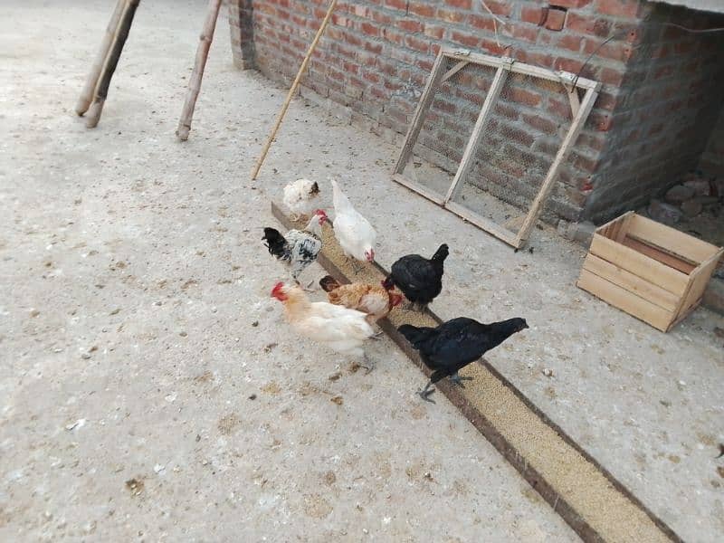 Desi Eggy Laying Hens 9