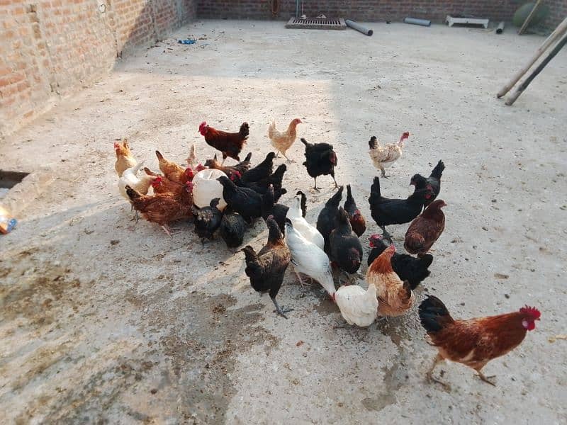 Desi Eggy Laying Hens 15