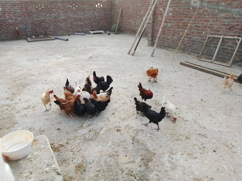 Desi Eggy Laying Hens 16