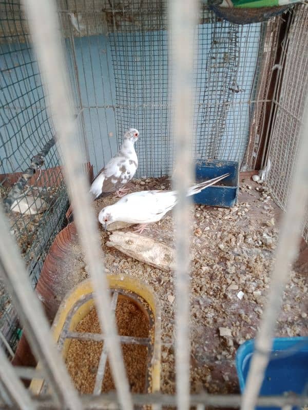 Red pied piar & cage fore sale 0