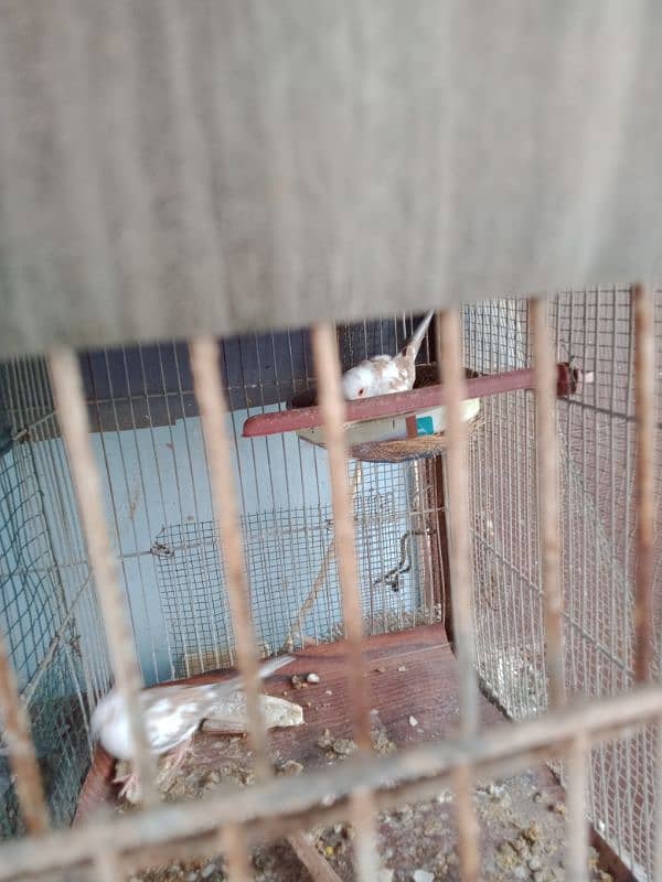 Red pied piar & cage fore sale 1