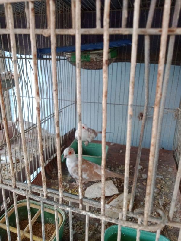 Red pied piar & cage fore sale 2