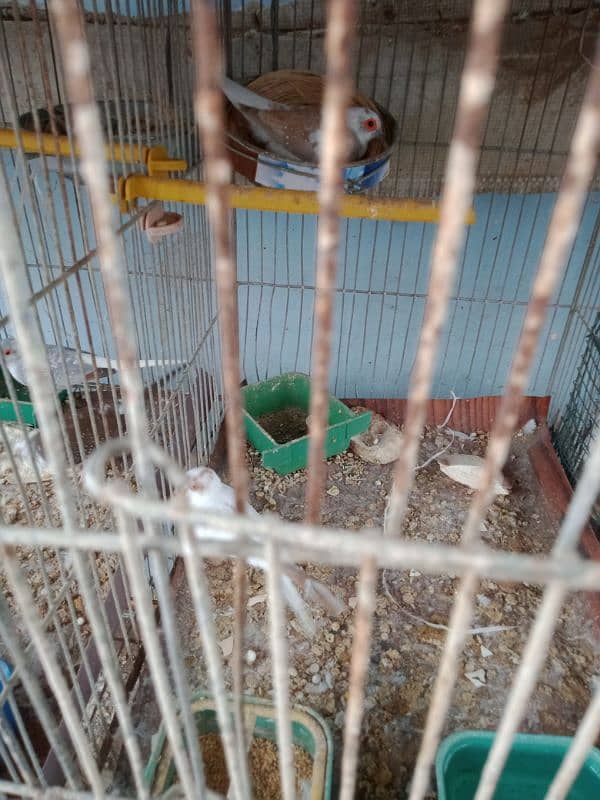 Red pied piar & cage fore sale 3