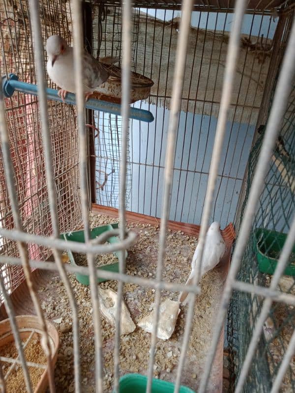 Red pied piar & cage fore sale 4