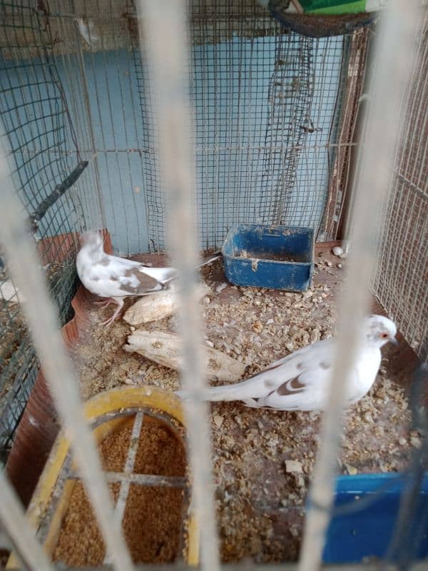 Red pied piar & cage fore sale 6