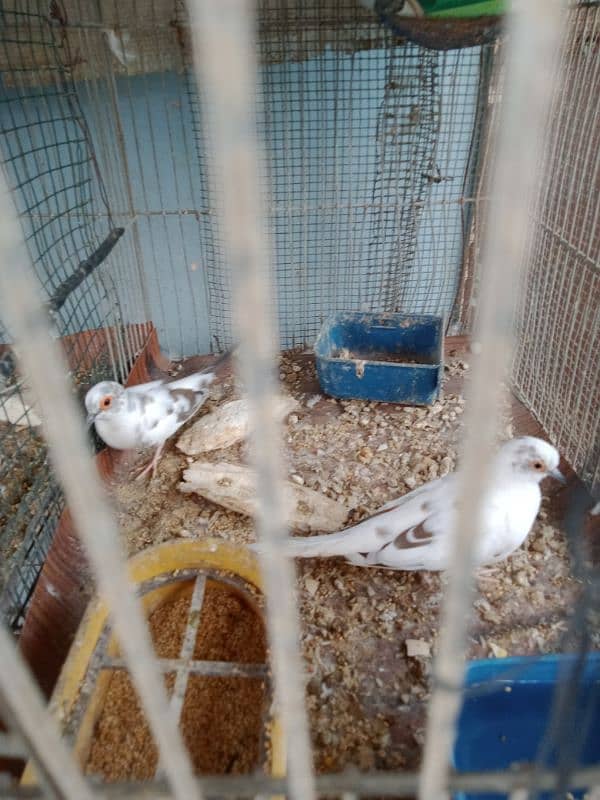 Red pied piar & cage fore sale 7