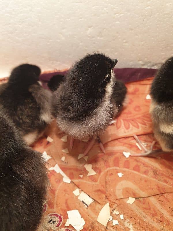 Black Australorp Heritage Cross Chicks 2