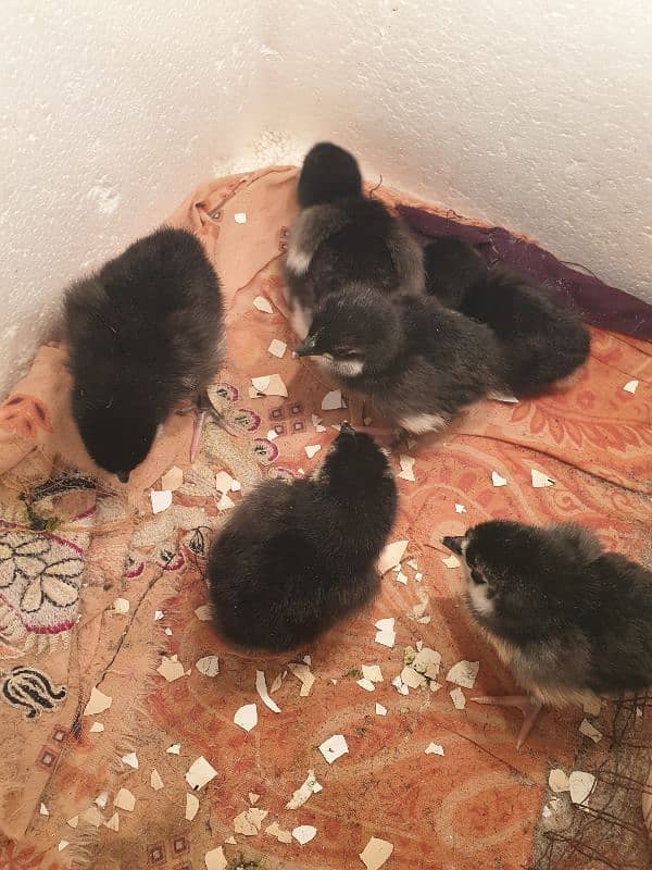 Black Australorp Heritage Cross Chicks 3