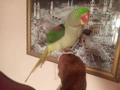 talking parrot /pahari parrot /hand tame