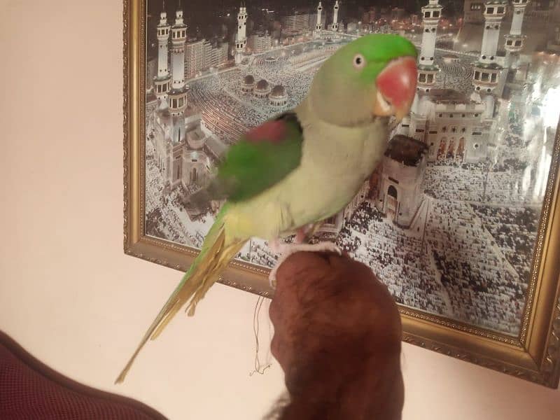 talking parrot /pahari parrot /hand tame 0