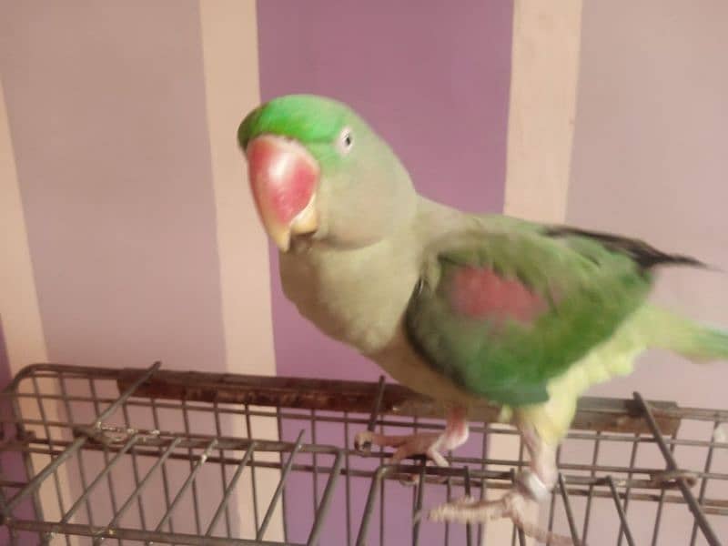 talking parrot /pahari parrot /hand tame 1