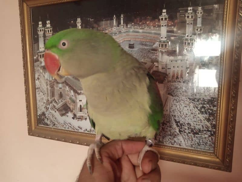 talking parrot /pahari parrot /hand tame 2