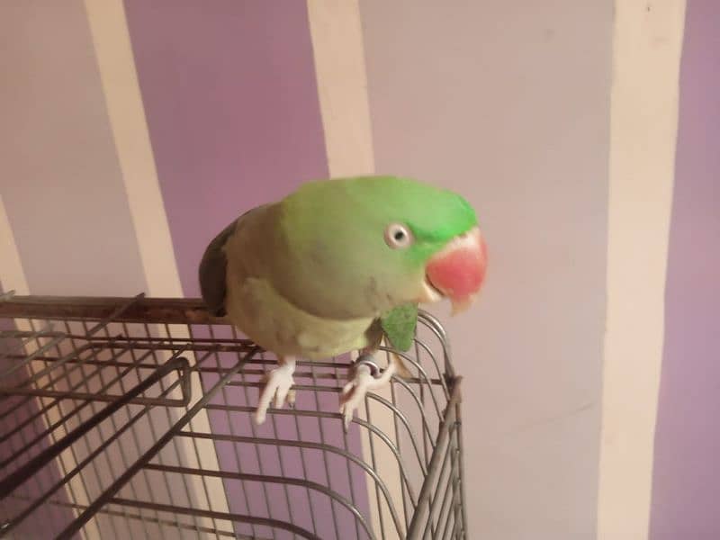 talking parrot /pahari parrot /hand tame 3