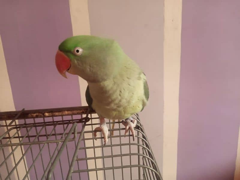 talking parrot /pahari parrot /hand tame 4