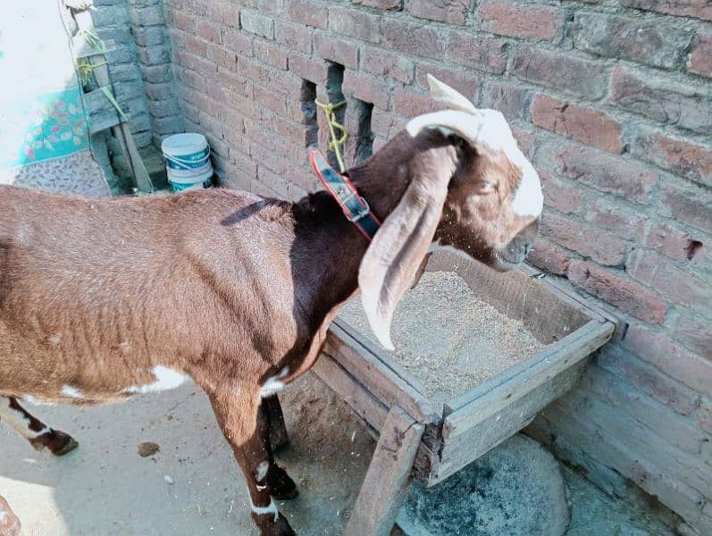 Desi bakri 2 bachy ka sathe urgent sale 03441219160 0