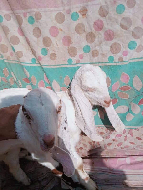 Desi bakri 2 bachy ka sathe urgent sale 03441219160 4