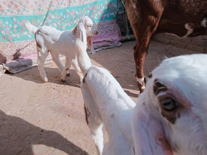 Desi bakri 2 bachy ka sathe urgent sale 03441219160 6