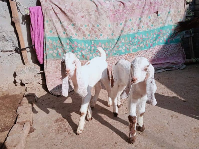 Desi bakri 2 bachy ka sathe urgent sale 03441219160 7