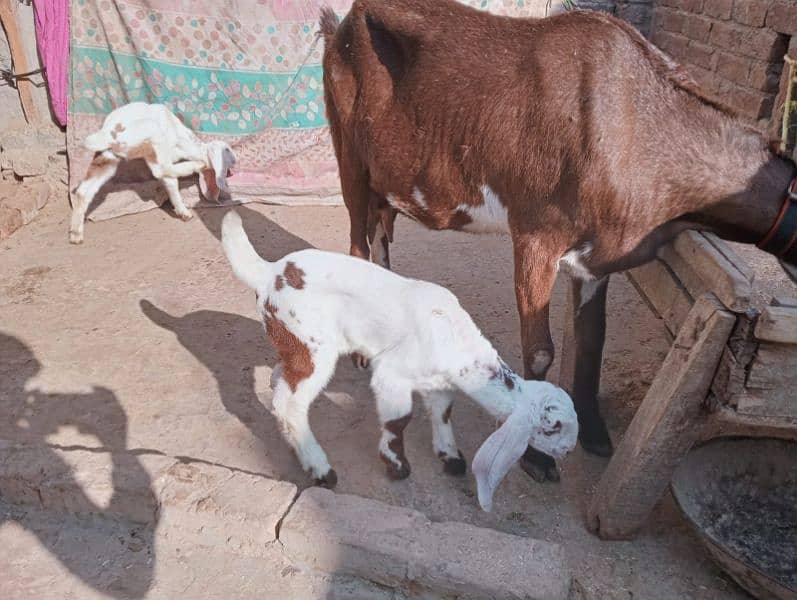 Desi bakri 2 bachy ka sathe urgent sale 03441219160 8