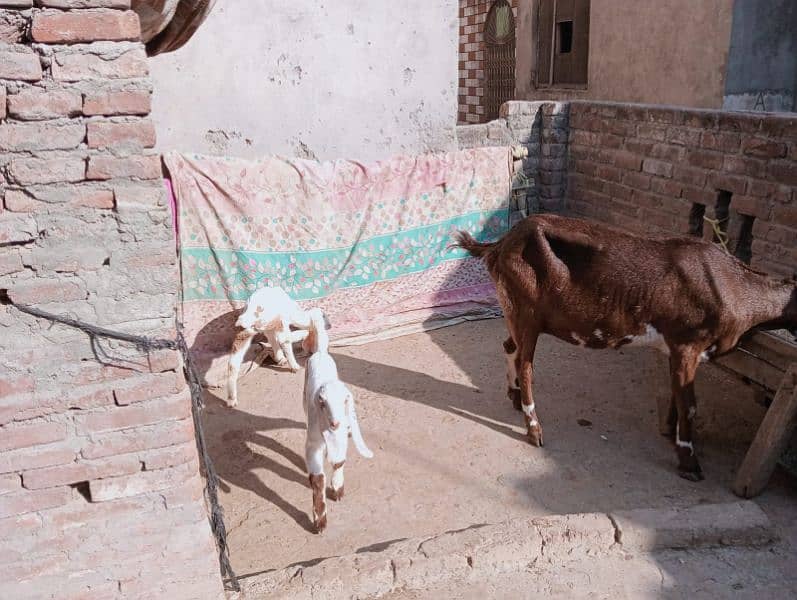 Desi bakri 2 bachy ka sathe urgent sale 03441219160 9