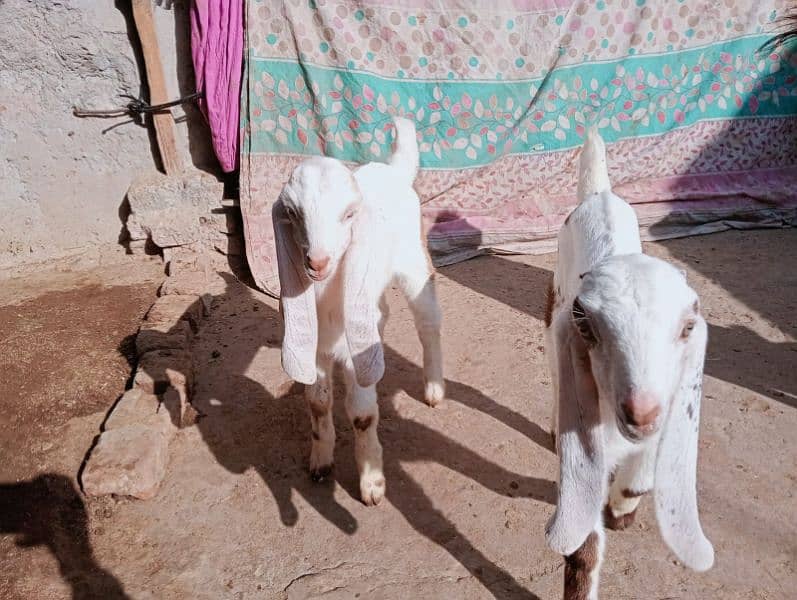 Desi bakri 2 bachy ka sathe urgent sale 03441219160 10